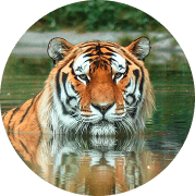 Tygr amurský (ussurijský)