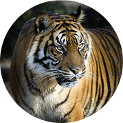 Tygr indický (bengálský)